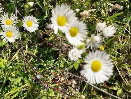 Seosko Domacinstvo Gardic 우지체