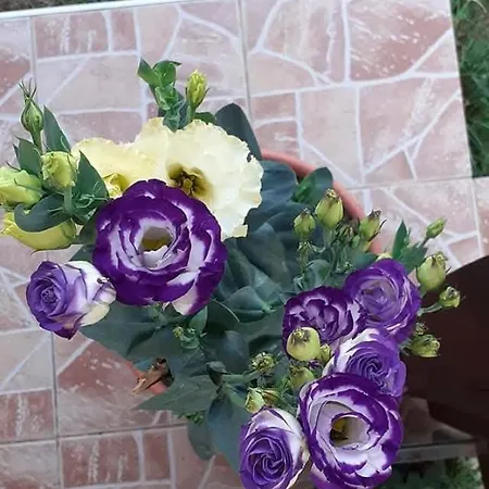 Seosko Domacinstvo Gardic